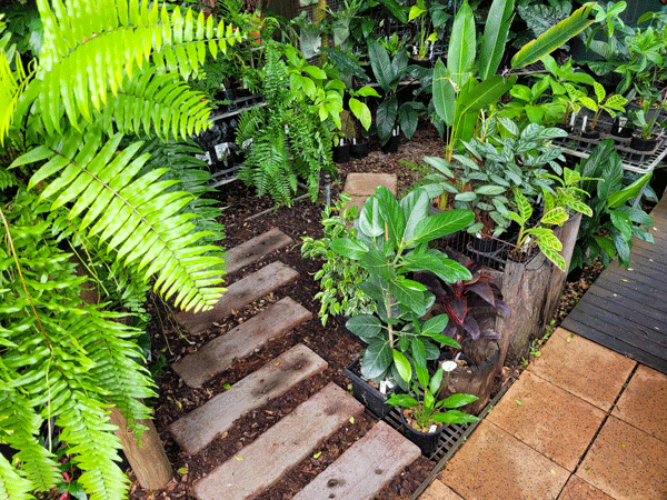 A variety of green glossy plants in the Grow Plant Nursery garden