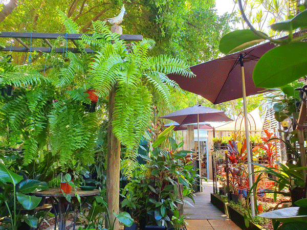 Hanging and potted plants