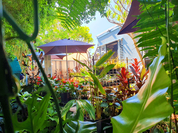 A variety of plants in the Grow Plant Nursery garden