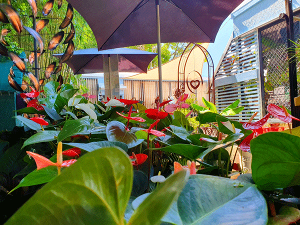 Anthurium plants growing in the sunshine