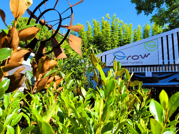 Large metal wind mill in the Grow Plant Nursery garden