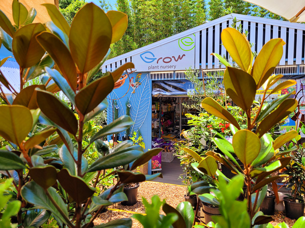 Plants growing in the sunshine