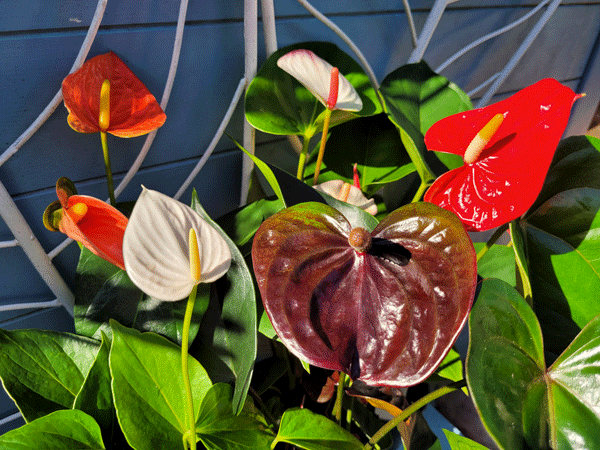 Anthurium plants growing in the sunshine