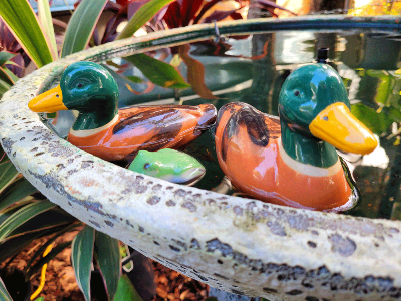 Ceramic ducks in a bird bath