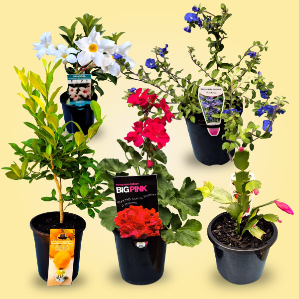 bribie island plant sales