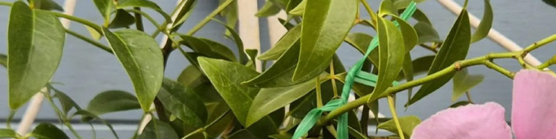 climbing plants bribie island