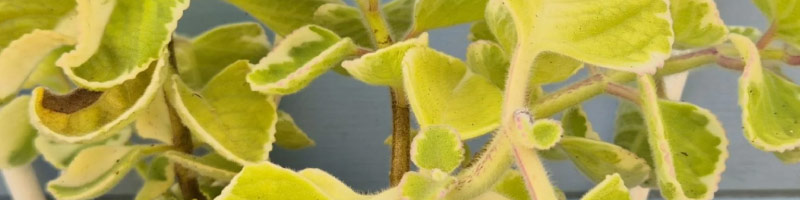 fruit tree edible plants bribie island