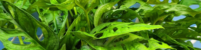 indoor outdoor shade plants bribie island