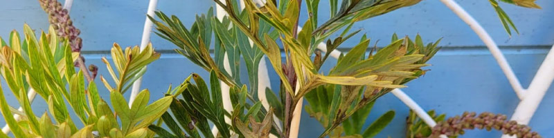 native plants bribie island