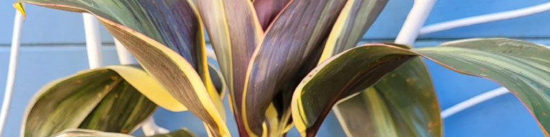 outdoor part shade plants bribie island