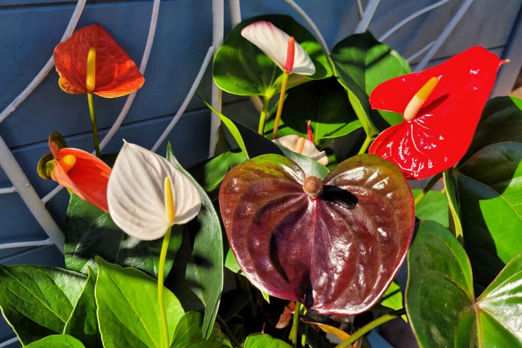 plants for local bribie gardens