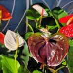 plants for local bribie gardens