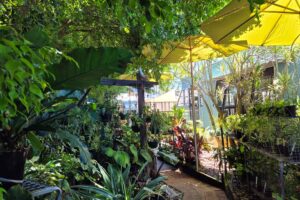 promoting sustainable bribie island gardening