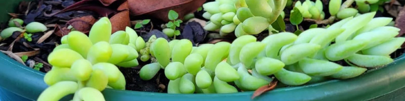 succulent plants bribie island succulents
